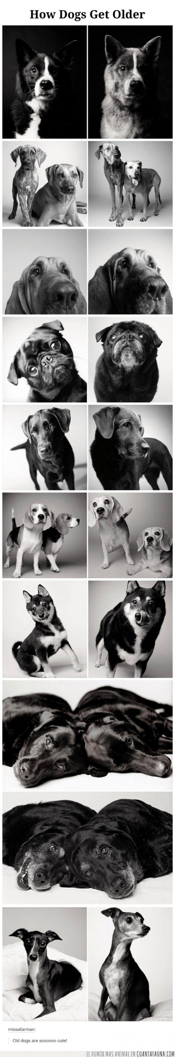 año,canas,crecer,edad,evolución,perrete,perro